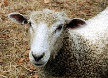 sheep-portrait.jpg