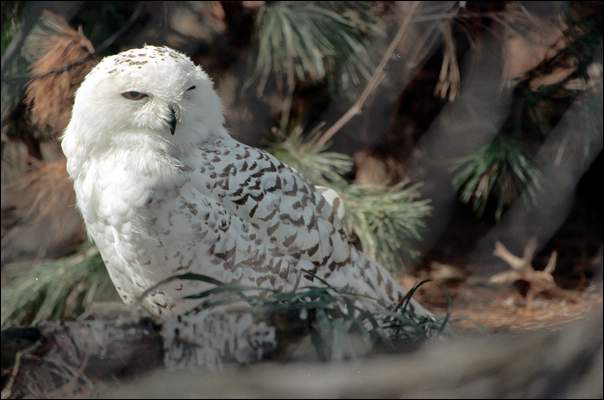 white-owl2.jpg